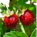 Wild Strawberry