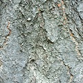 Fig Wood Bark