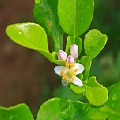 Bergamot Blossom