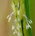 Rice Flower