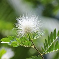 White Mimosa