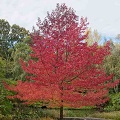 Liquidamber