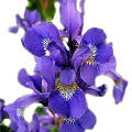 Italian Iris