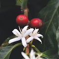 Coffee Blossom