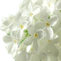 Mock Orange