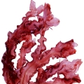 Red Algae